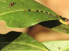 Myrmarachne formosana