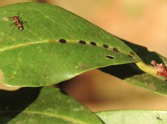 Myrmarachne formosana