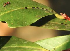 Myrmarachne formosana