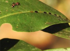 Myrmarachne formosana