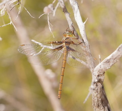 Austrocordulia refracta
