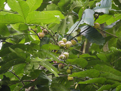 Aphanamixis polystachya