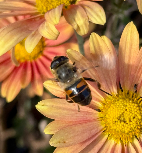 Unknown species found near Horseneck Rd, Westport, MA, US