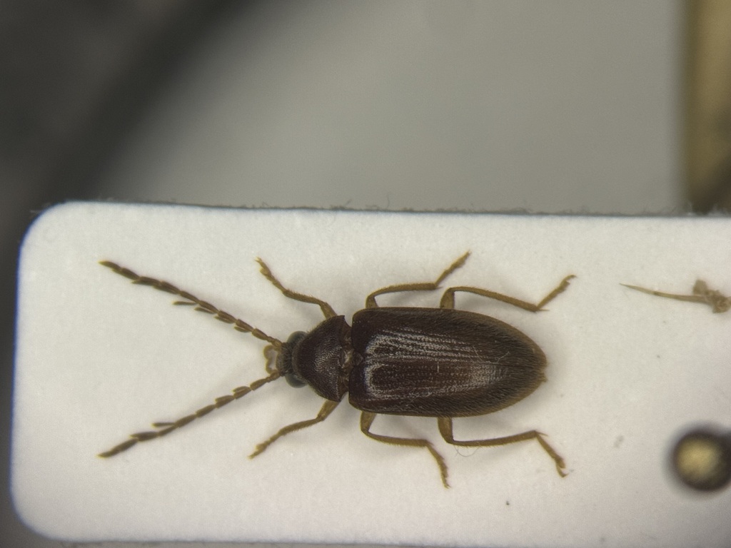 Ptilodactyla carinata