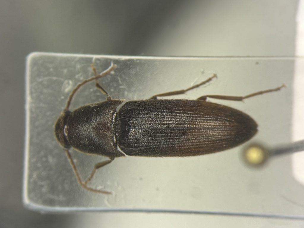 Onichodon downiei