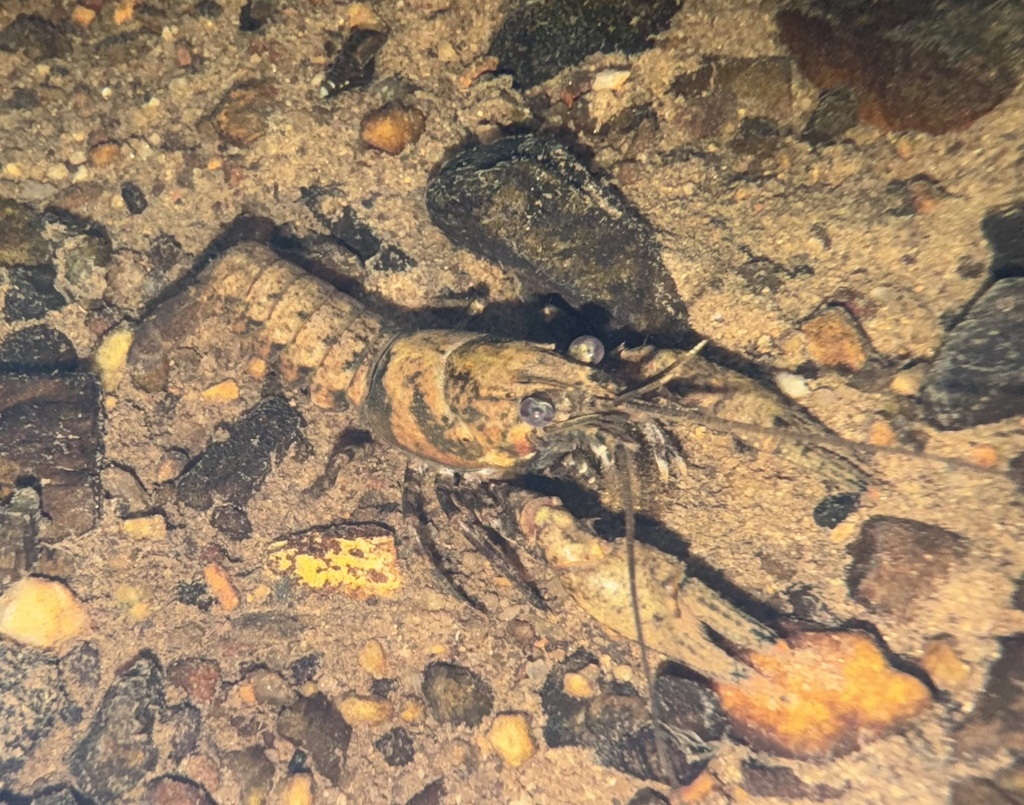 North Carolina Spiny Crayfish