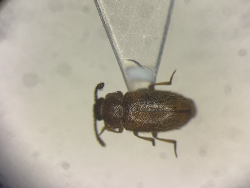 Cryptophagus dentatus