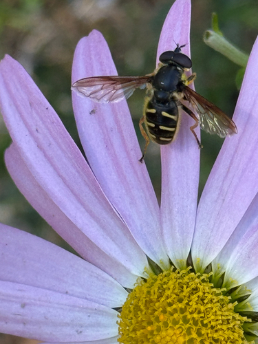 Unknown species found near Old Harbor Rd, Little Compton, RI, US