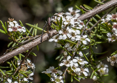 Gasteruption longicolle