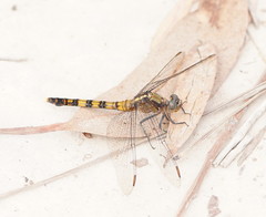 Orthetrum boumiera