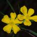 Hibbertia cunninghamii - Photo (c) Tim Hammer, algunos derechos reservados (CC BY-NC), subido por Tim Hammer