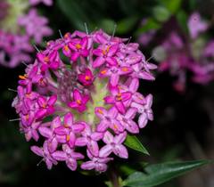 Pimelea rosea