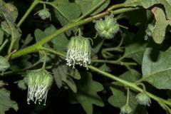 Chorilaena quercifolia