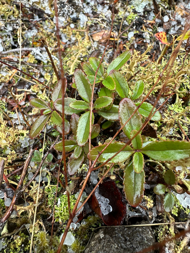Cardwell's Beardtongue (Penstemon cardwellii)