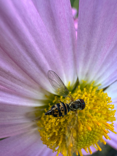 Unknown species found near Old Harbor Rd, Little Compton, RI, US