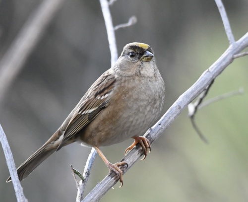 Golden-crowned Sparrow, photo 9 of 10