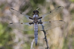 Libellula nodisticta