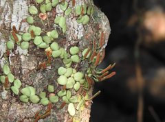 Lemmaphyllum microphyllum