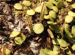Lemmaphyllum microphyllum