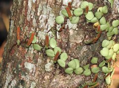 Lemmaphyllum microphyllum