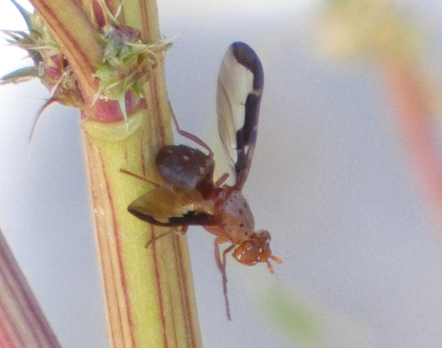Unknown species found near Hillsboro, NM, US