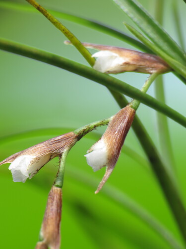 Elleanthus poiformis Schltr.