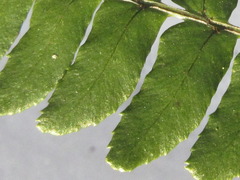 Dryopteris erythrosora