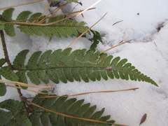 Dryopteris erythrosora