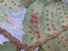 Dryopteris erythrosora