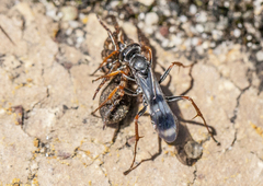 Sphictostethus gadali