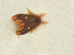 Euproctis quadrangularis