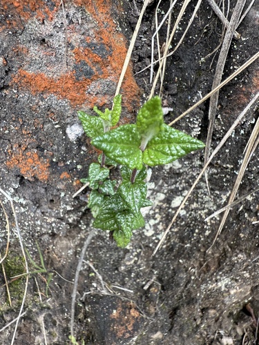 Chromolaena bullata, photograph 4