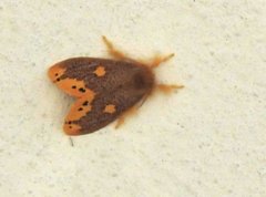 Euproctis quadrangularis