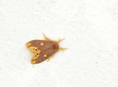 Euproctis quadrangularis