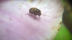 Coleoptera