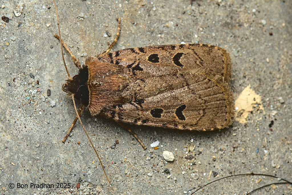 Hermonassa chersotidia