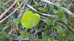 Hydrocotyle bonariensis