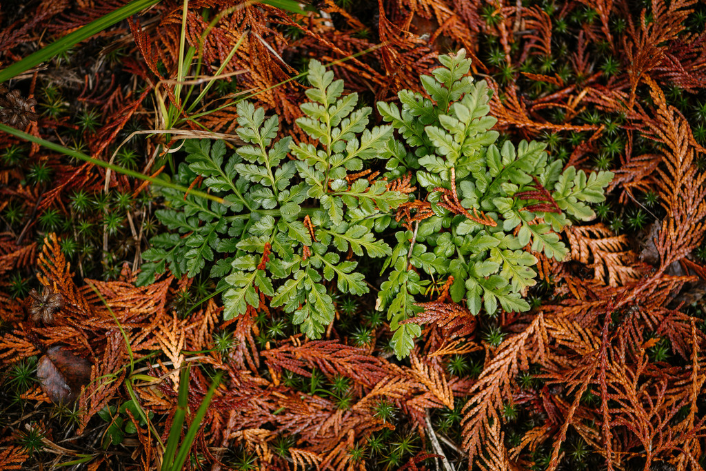 leathery grapefern
