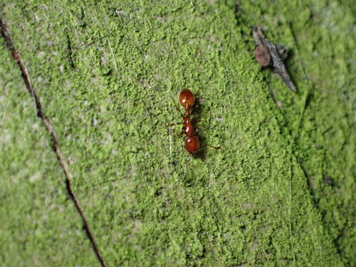 Photo of Southern Ant (Chelaner antarcticus)