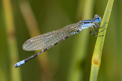 Argia alberta