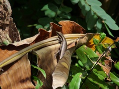 Trachylepis sechellensis