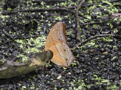 Vindula dejone celebensis