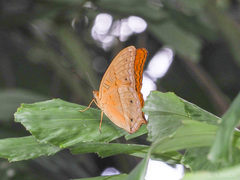 Vindula dejone celebensis