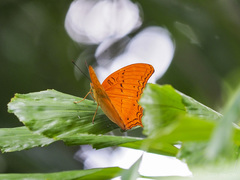 Vindula dejone celebensis