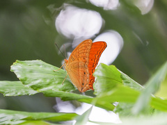 Vindula dejone celebensis