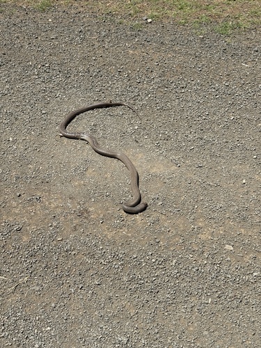 Eastern Brown Snake sighting