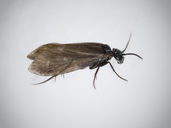 Eriocrania