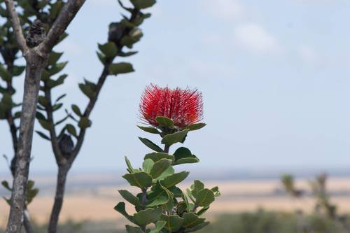 Albany banksia (Banksia coccinea)