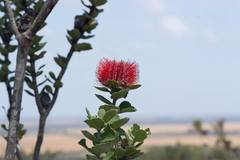 Banksia coccinea