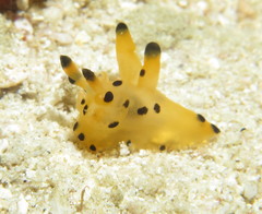 Thecacera